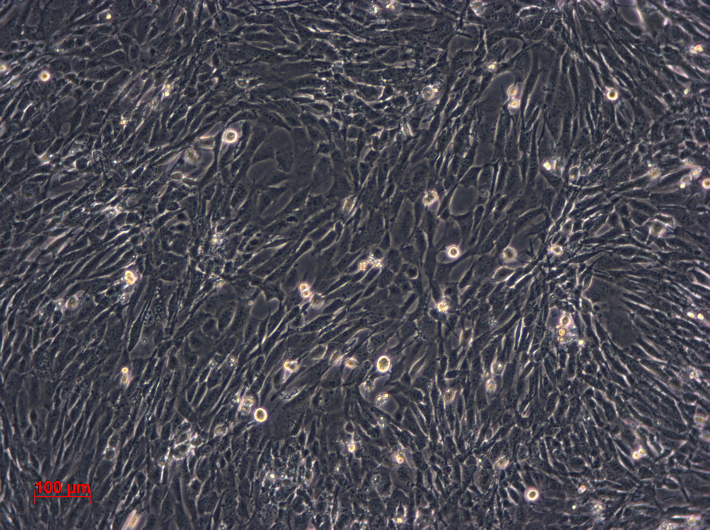 3T6-Swiss albino细胞图片